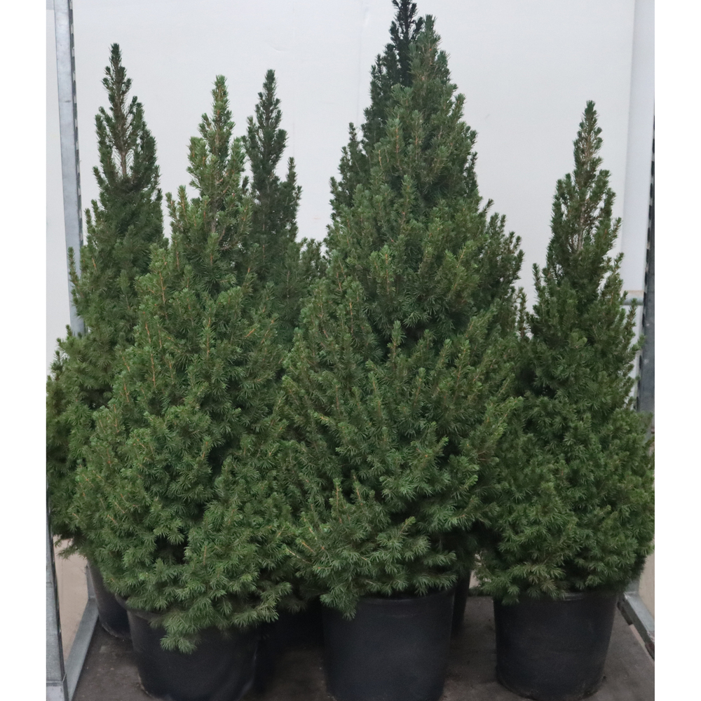 picea glauca conica