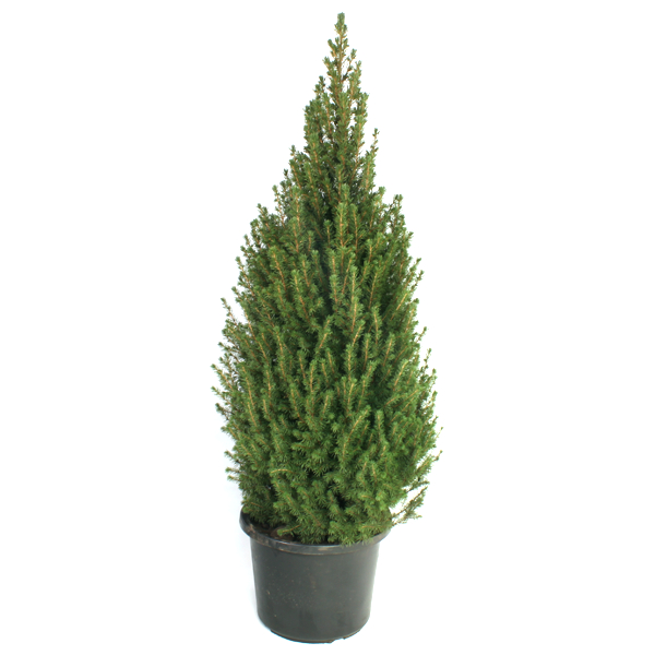 picea glauca conica