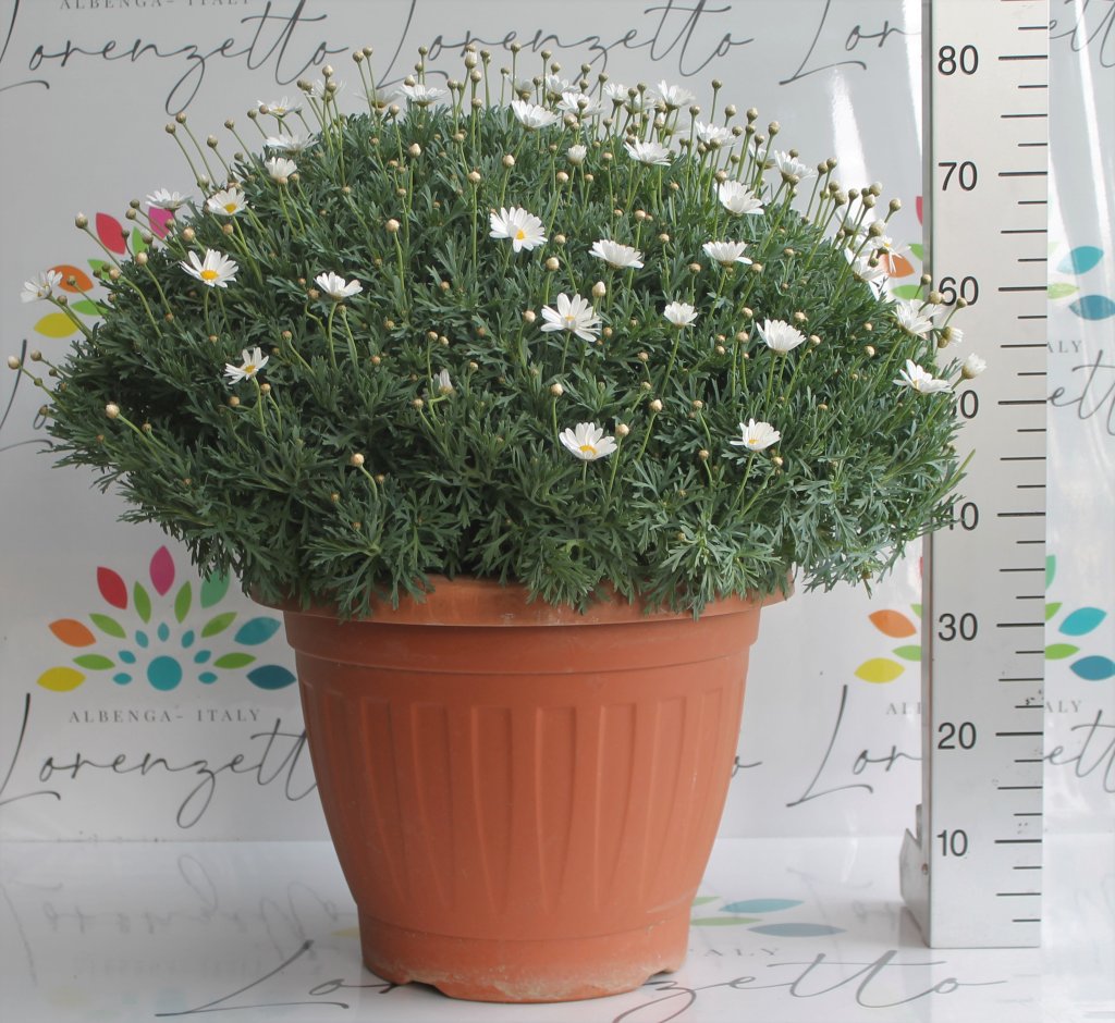 Anthemis blanche buisson 45/50