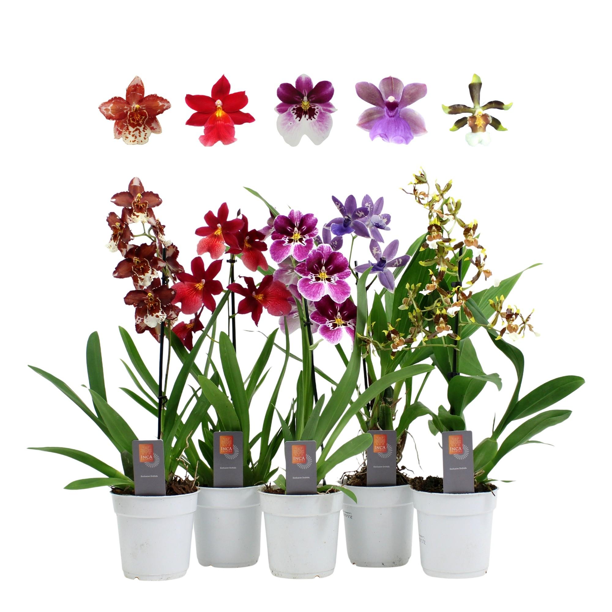 orchidées mix