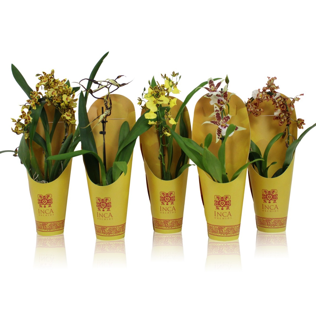 orchidées mix