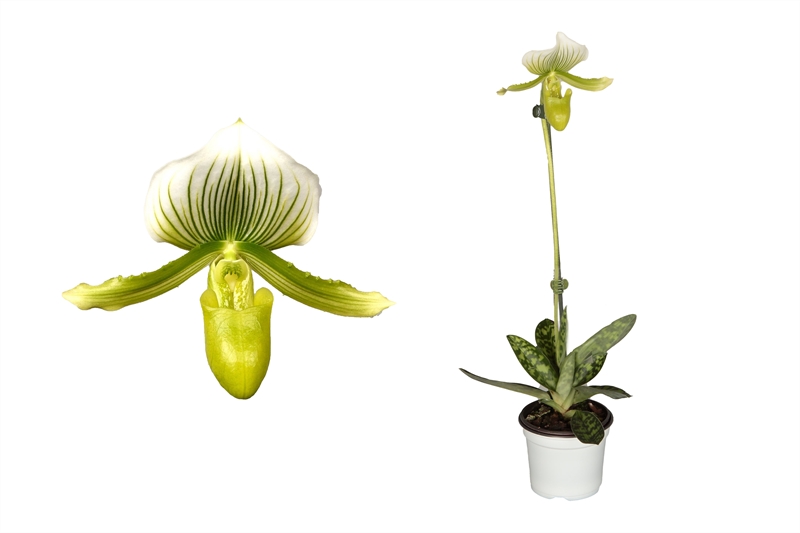 paphiopedilum