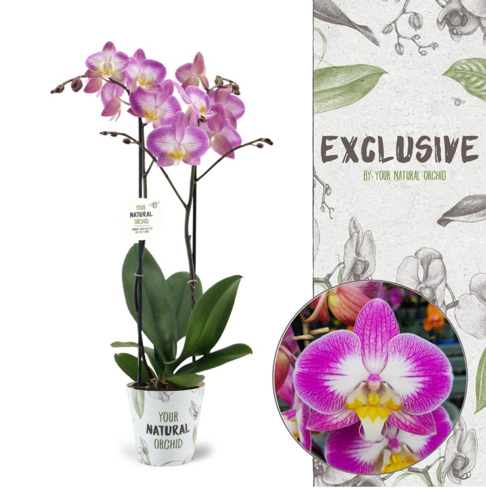 orchidées non valorisées