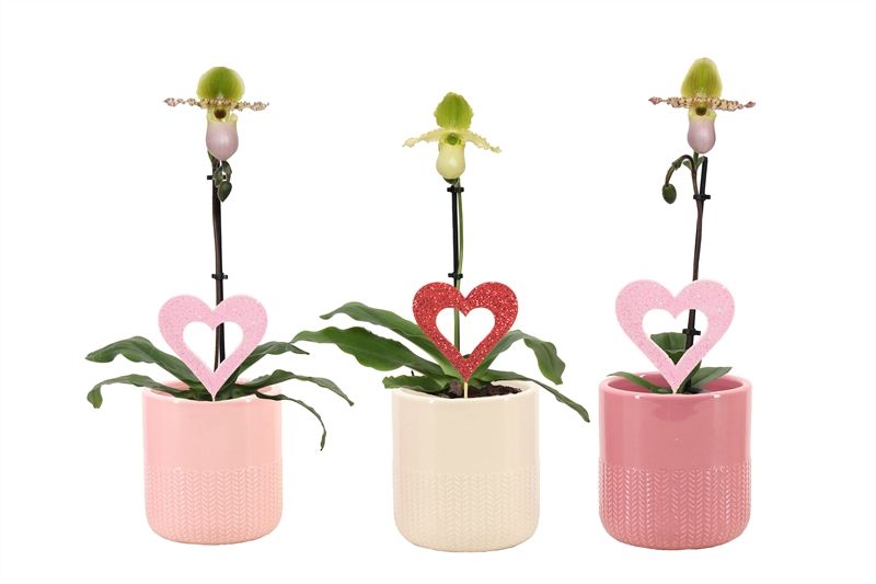 Paphiopedilum
