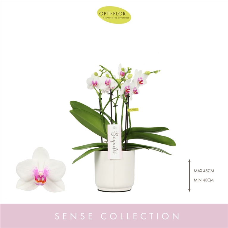 Phalaenopsis