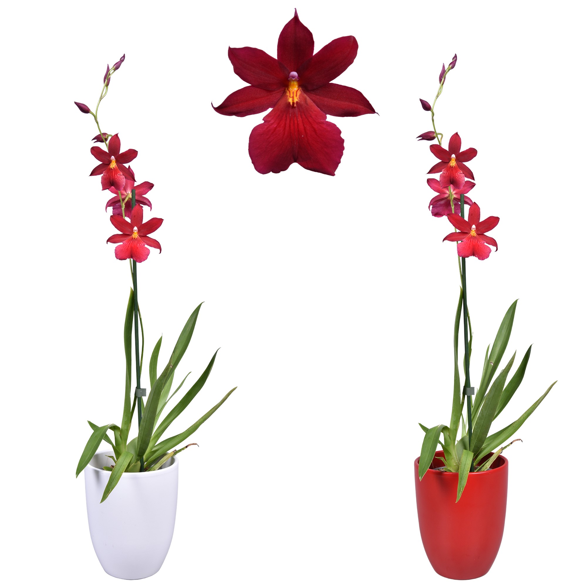 orchidées valorisées
