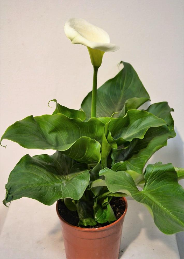Arum