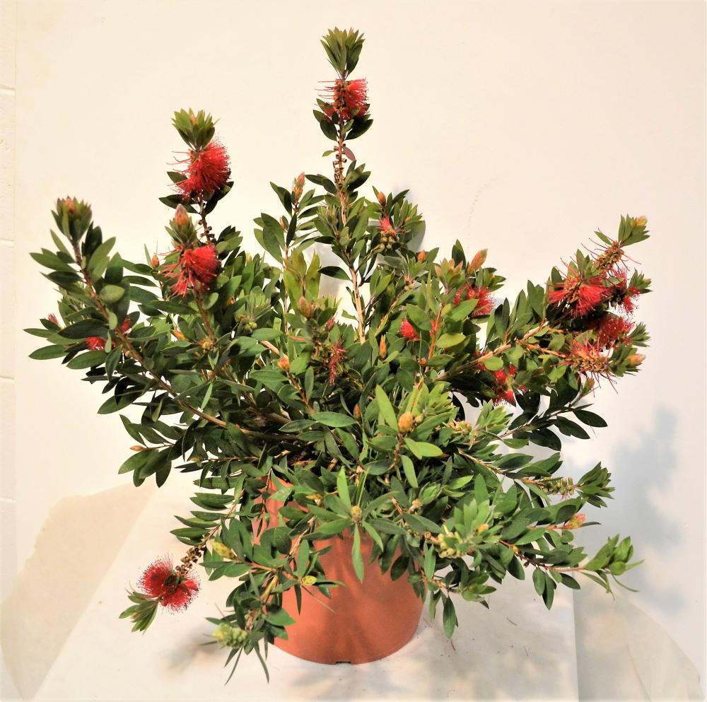 Callistemon