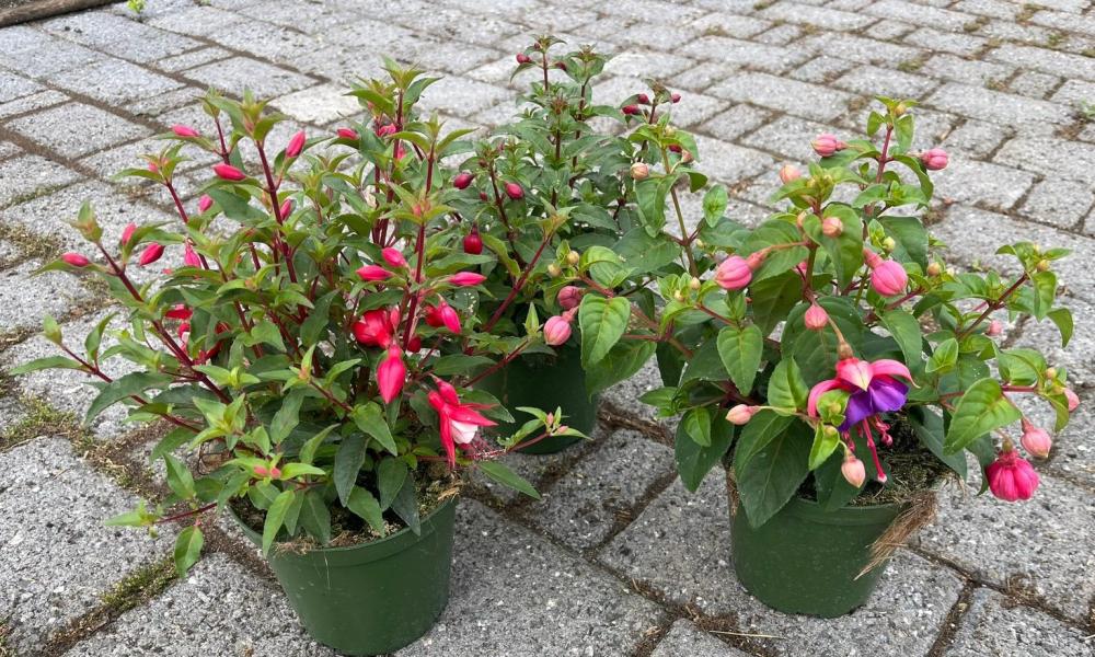 Fuchsia