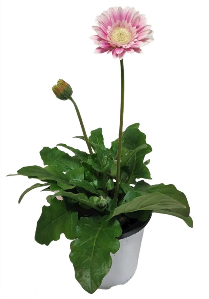 gerbera