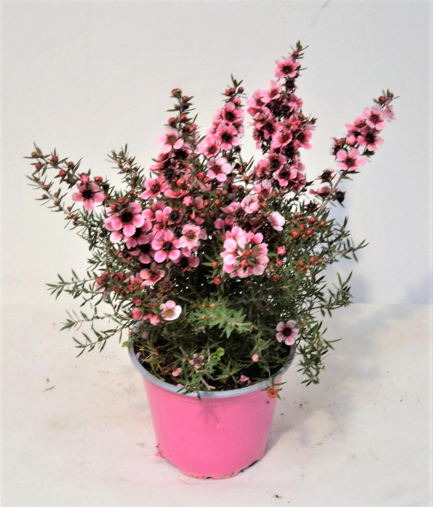 Leptospermum