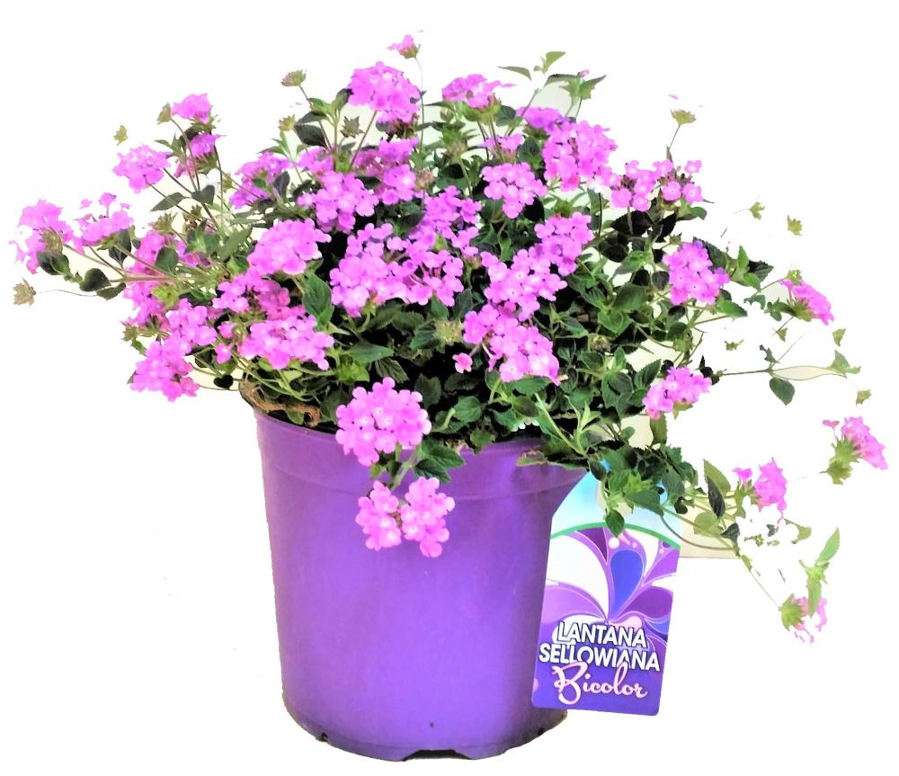 Lantana sellowiana