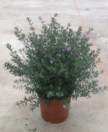 Westringia fruticosa