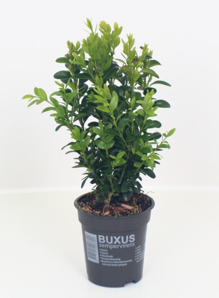 buxus