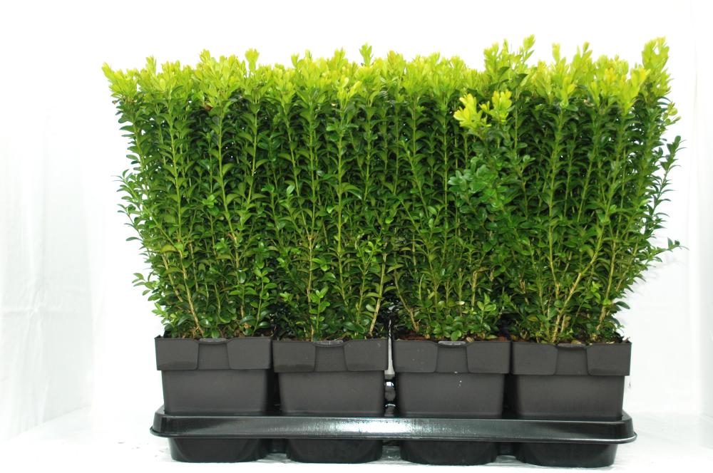 buxus