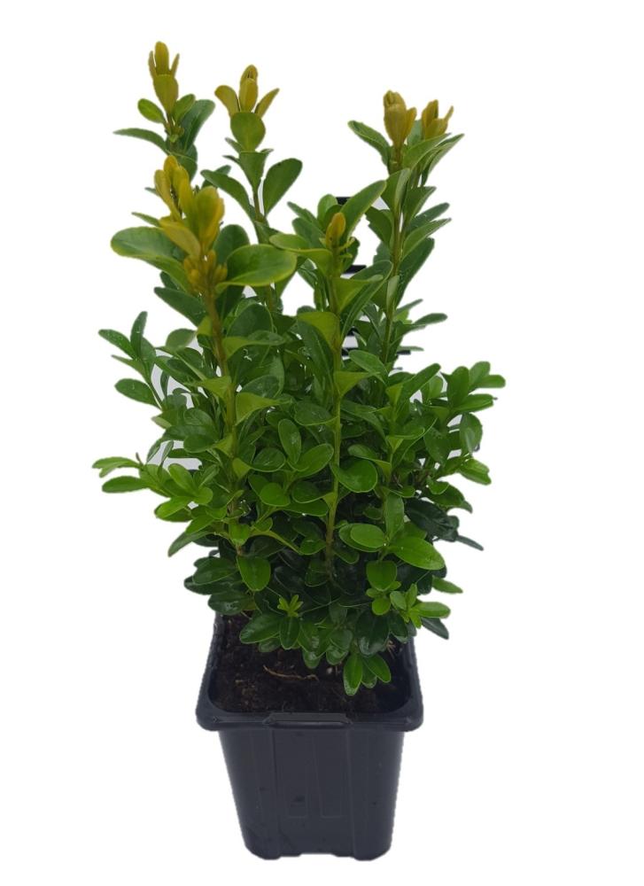 buxus