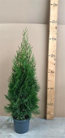 thuja