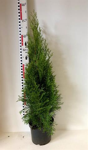 thuja