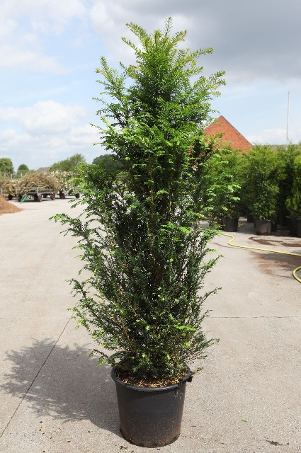 taxus