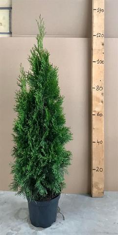 thuja