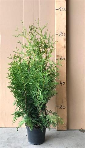thuja