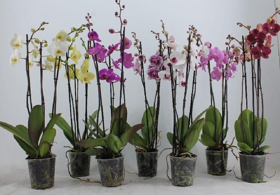 orchidées non valorisées