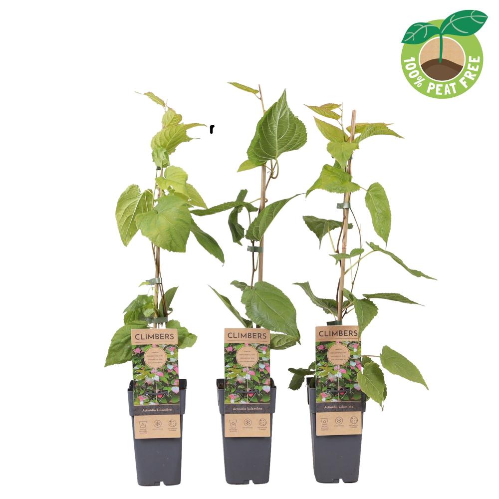 actinidia