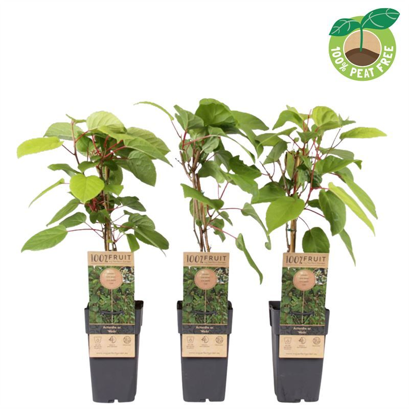 actinidia