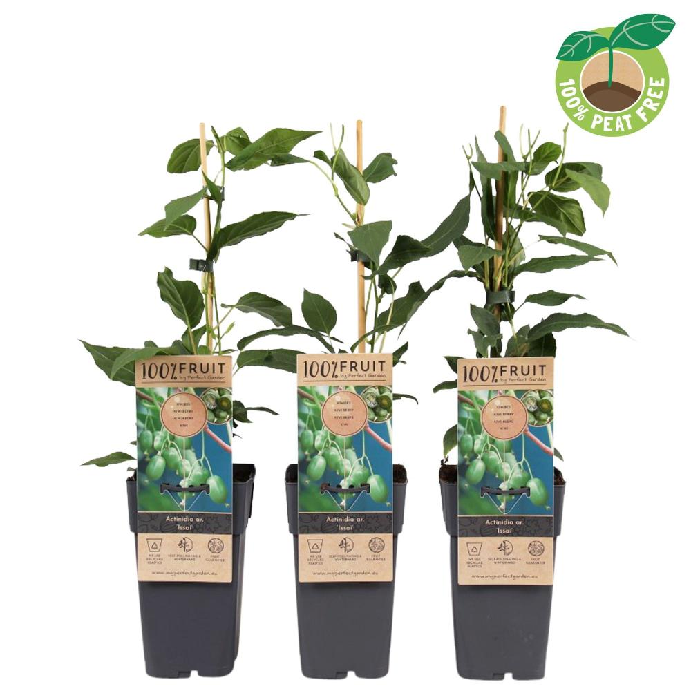 actinidia