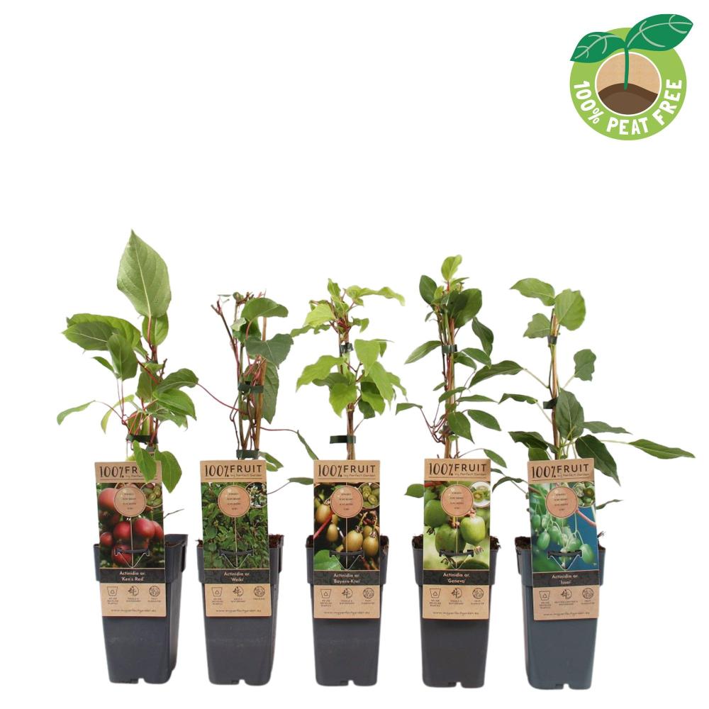 actinidia