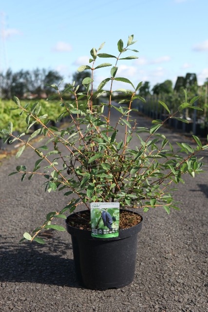 Lonicera