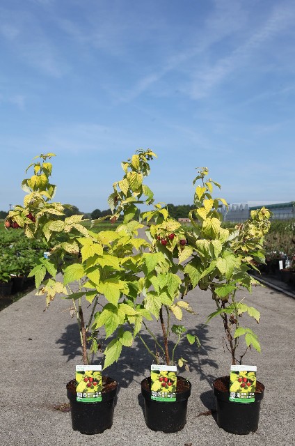 Rubus