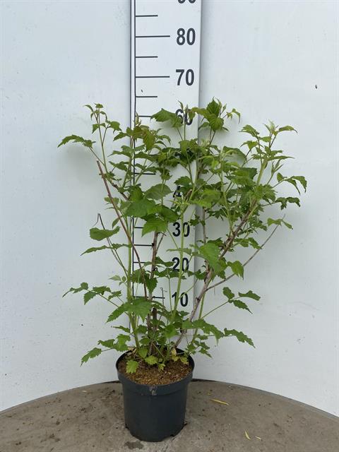 Rubus