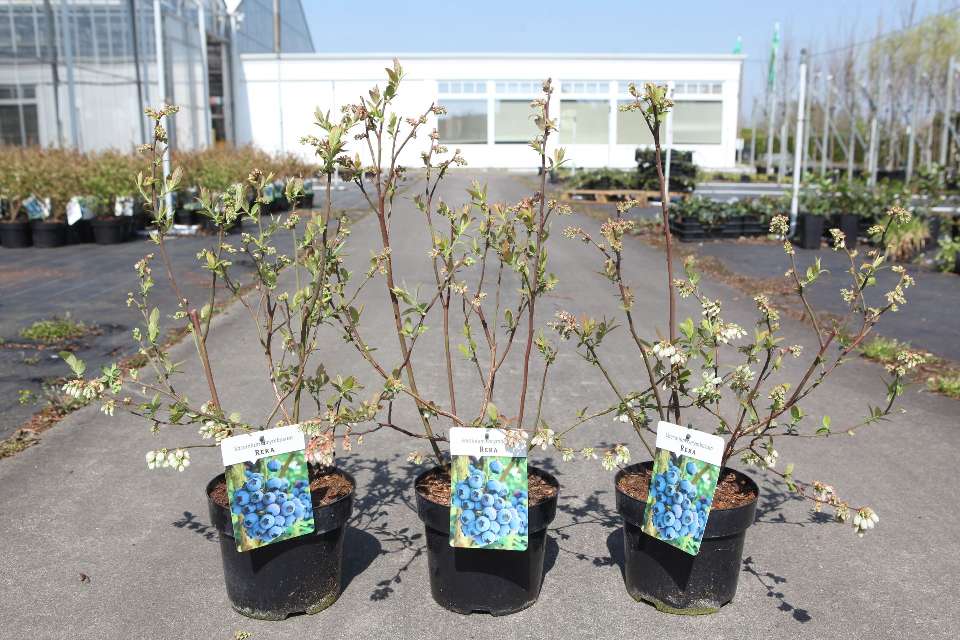 Vaccinium