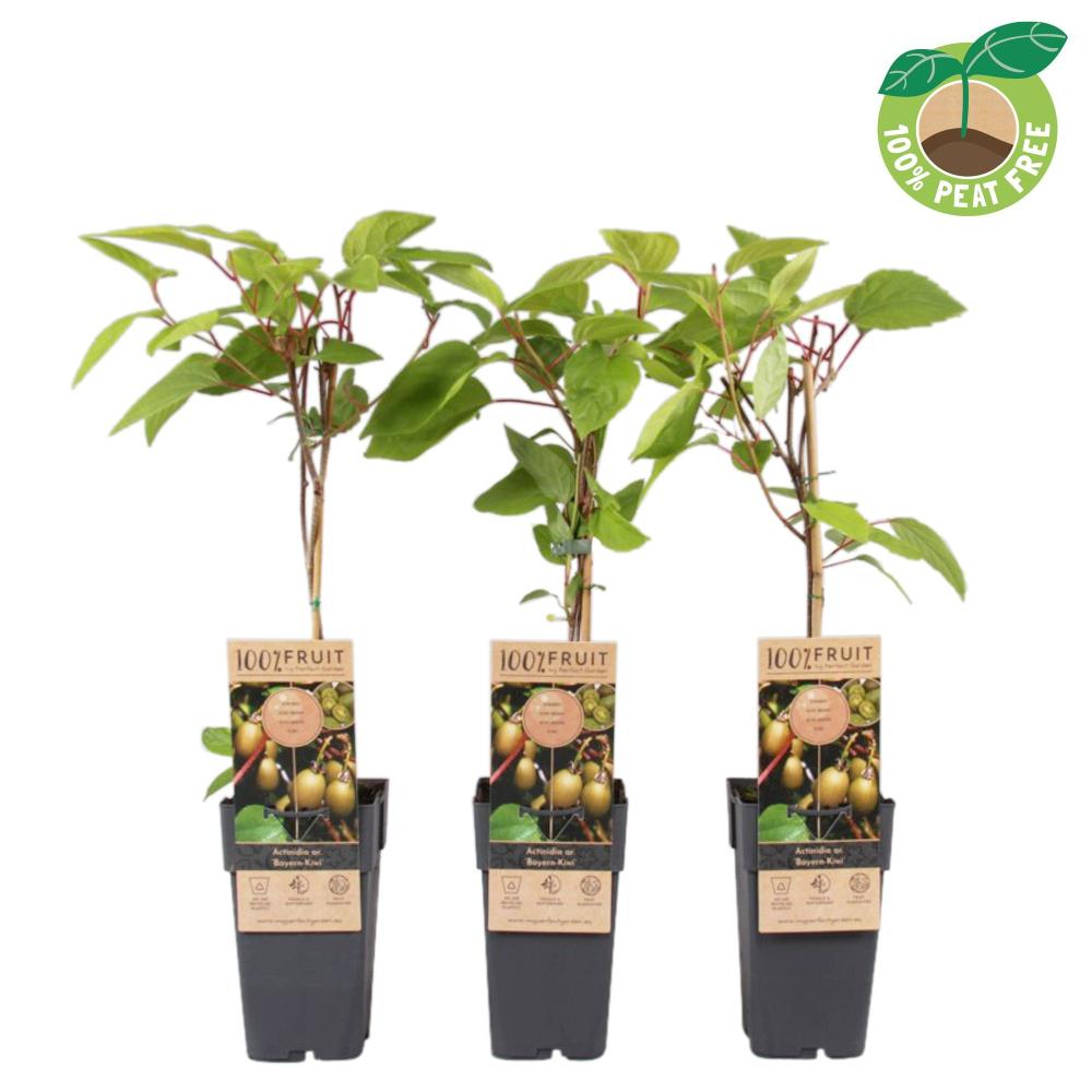 actinidia