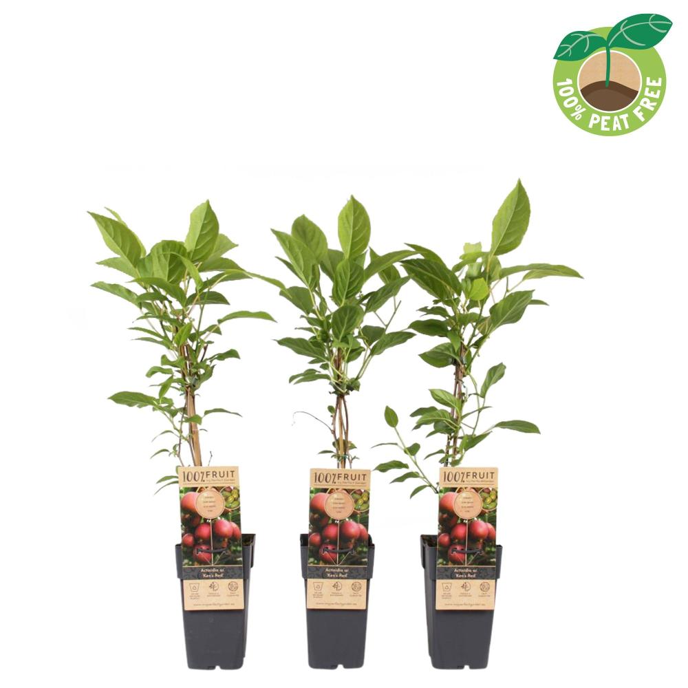 actinidia