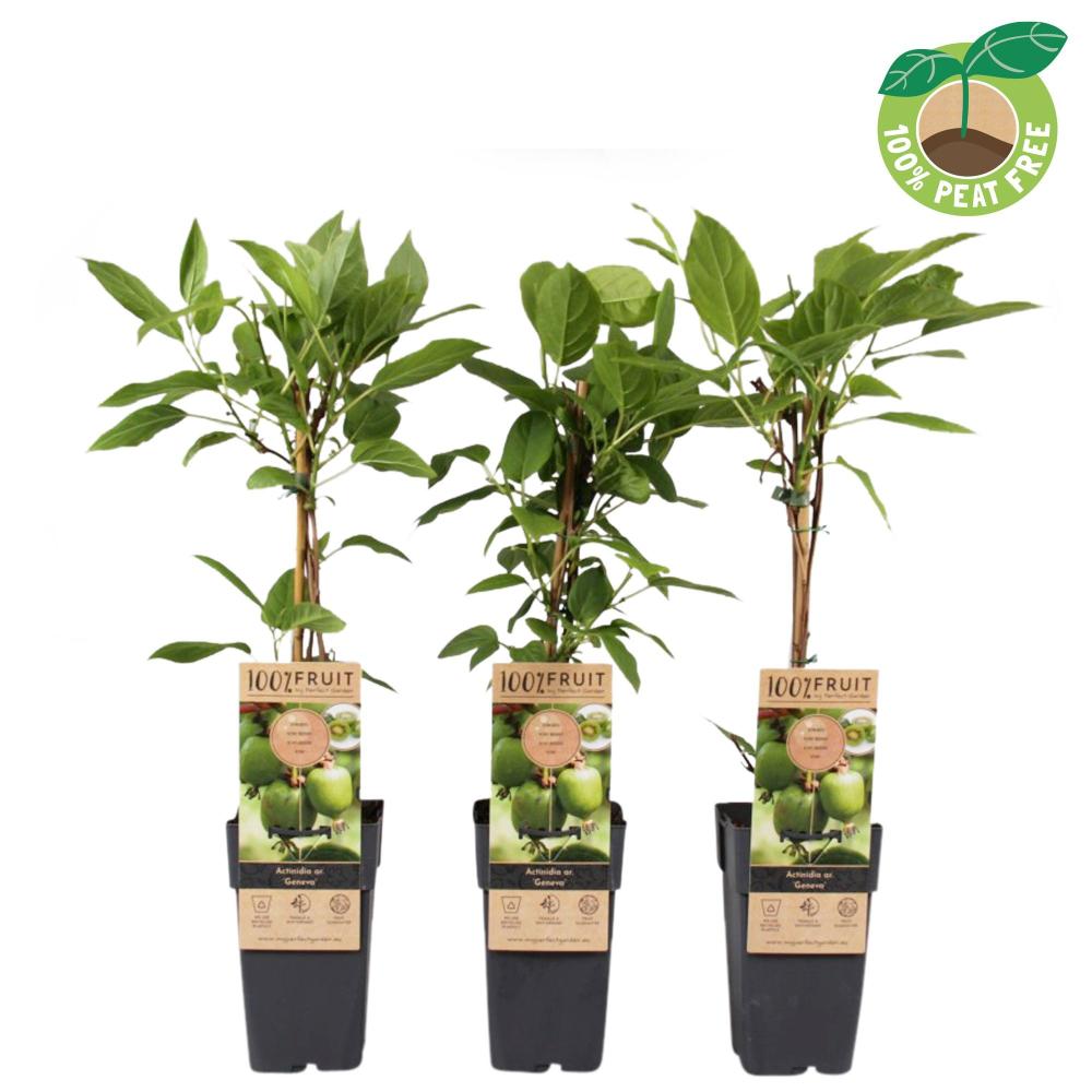 actinidia