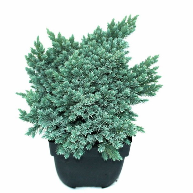 juniperus