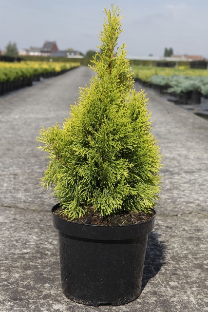 thuja