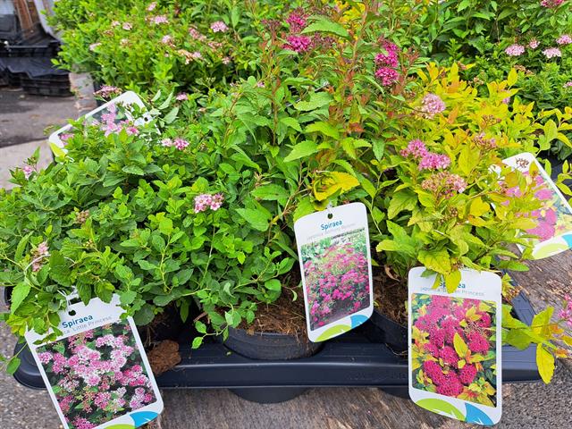 spiraea