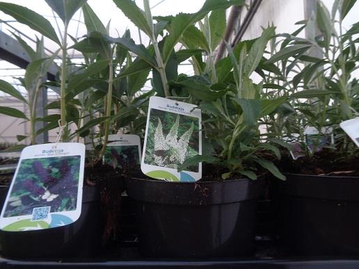 buddleja