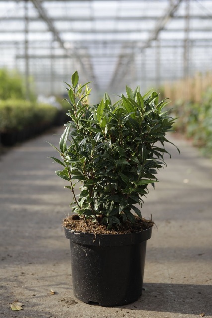 sarcococca