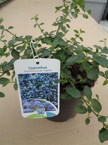 ceanothus