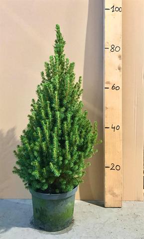picea