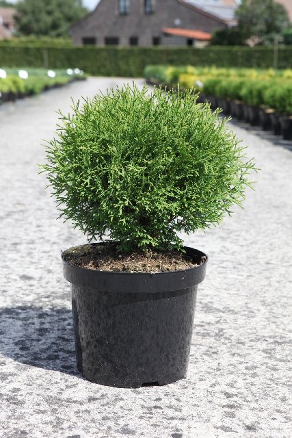 thuja