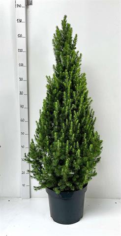 picea