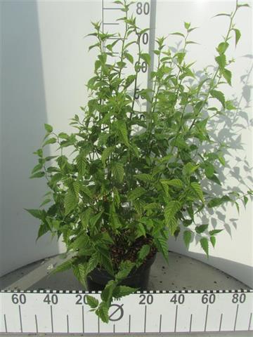 leucothoe