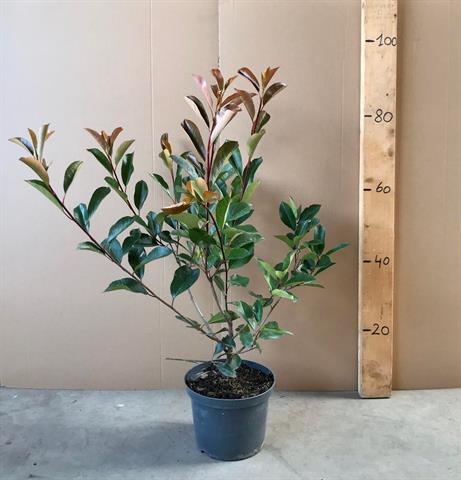 Photinia