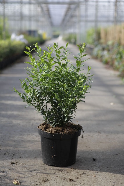 sarcococca