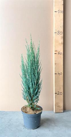 juniperus